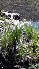 Trichophorum alpinum