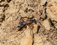 Agenioideus cinctellus