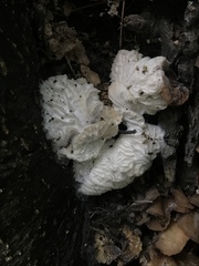 Hypomyces tremellicola