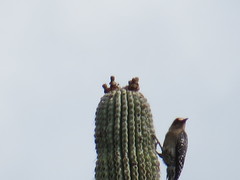 Melanerpes hypopolius
