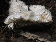 Hypomyces tremellicola