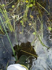Utricularia intermedia