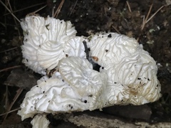 Hypomyces tremellicola