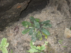 Strobilanthes reptans