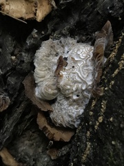 Hypomyces tremellicola