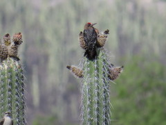 Melanerpes hypopolius