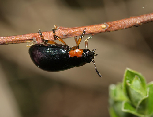 Chrysomela collaris