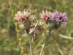 Centaurea scabiosa apiculata