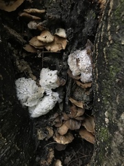 Hypomyces tremellicola