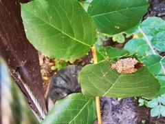 Halyomorpha halys