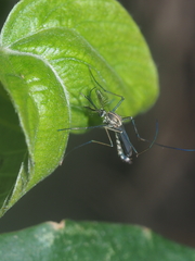 Armigeres subalbatus