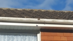 Passer domesticus