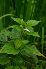 Alkekengi officinarum