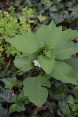 Alkekengi officinarum