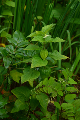 Alkekengi officinarum