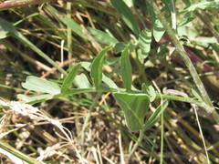 Centaurea scabiosa apiculata