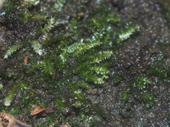 Vesicularia