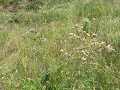 Centaurea scabiosa apiculata