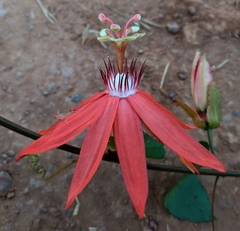 Passiflora miniata