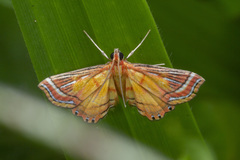 Ambia decoralis