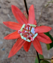 Passiflora miniata