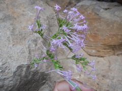 Centranthus lecoqii