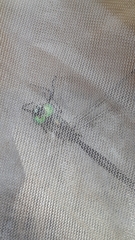 Somatochlora alpestris