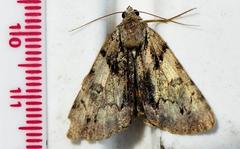 Catocala blandula