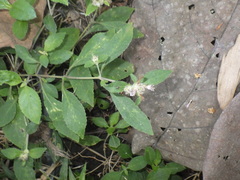 Strobilanthes crossandra