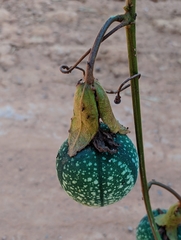 Passiflora miniata