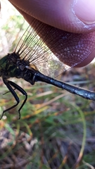 Somatochlora alpestris