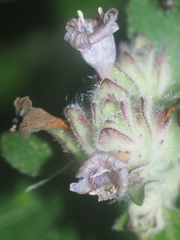 Strobilanthes crossandra