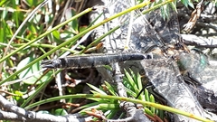 Somatochlora alpestris