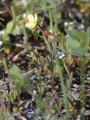 Camissonia sierrae alticola