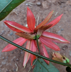 Passiflora miniata