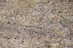 Camissonia sierrae alticola