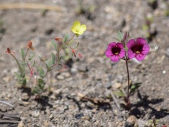 Camissonia sierrae alticola
