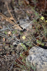 Camissonia sierrae alticola