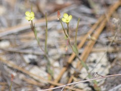 Camissonia sierrae alticola