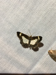 Heliomata cycladata