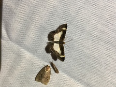 Heliomata cycladata
