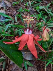Passiflora miniata