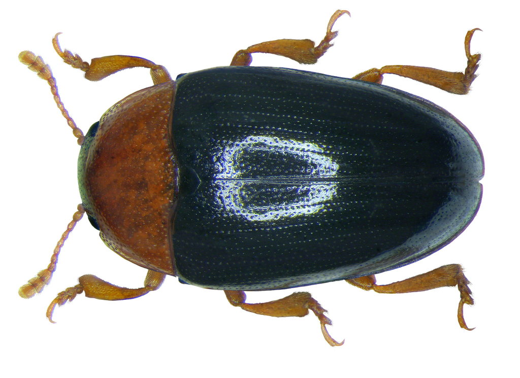 Triplax lepida