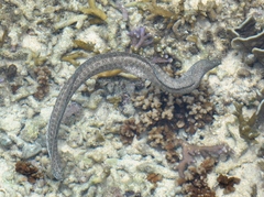 Gymnothorax pictus