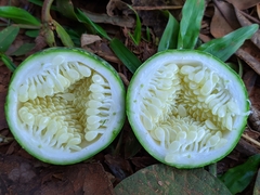 Passiflora miniata
