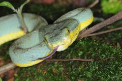 Craspedocephalus gramineus