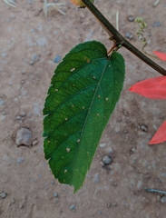Passiflora miniata