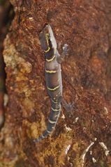 Cyrtodactylus deccanensis