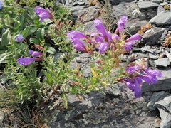 Dracocephalum peregrinum