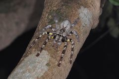 Poecilotheria